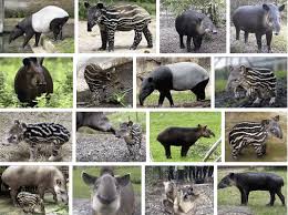 16 Tapirs
