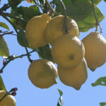 Farewell to our lemon tree …