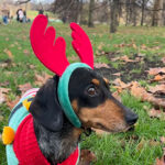 Dachshunds everywhere!