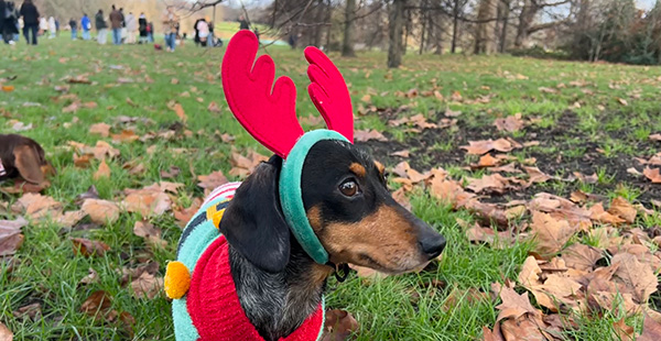 Dachshunds everywhere!