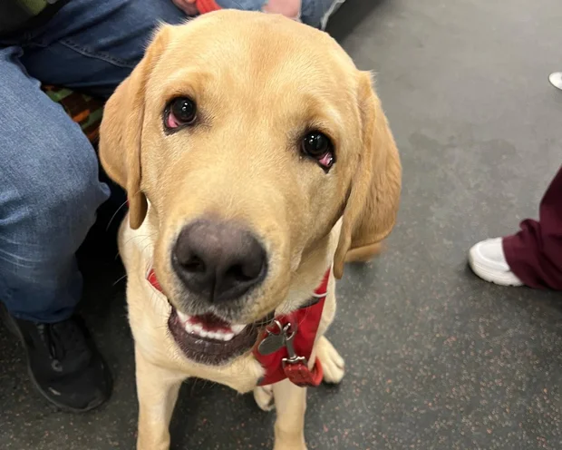 Pudding the guest dog